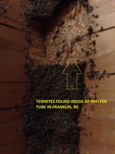 Termites Franklin NE (2)