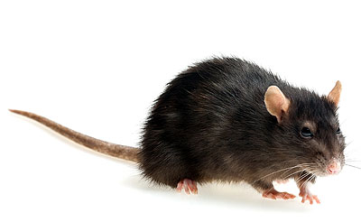 rat-infestation-control