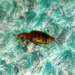 Extreme Close Up of a Bed Bug on Carpet