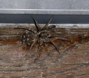 wolf spider