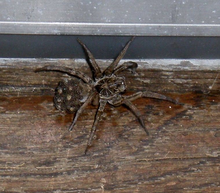 Are Wolf Spiders Dangerous? - Insectek Pest Solutions