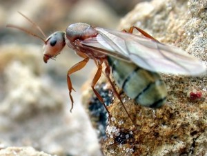 carpenter ant wiki